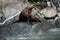 Sea Lions in Alaska