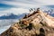 Sea lions and Albatros on isla in beagle channel near Ushuaia