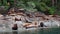 Sea Lions, animals and wildlife in British Columbia. Large Sea lion Group in Beautiful Inlet Fjord Nature Landscape Near