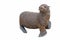 Sea Lions baby on white