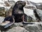 Sea lions in the Ballestas Islands 61