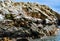 Sea lions in the Ballestas Islands 70
