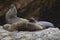 Sea lions, Ballestas islands, Peru