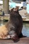 Sea-lions basking at a marina in Astoria Oregon.