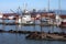 Sea-lions basking at a marina in Astoria Oregon.