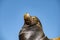 Sea lions basking in the sun at Lands End in the resort of Cabo San Lucas at the southern tip of Baja California