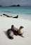 Sea Lions on beach