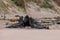 Sea lions on the beach at Otago Peninsula, South Island, New Zealand