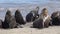 Sea Lions at a beach side