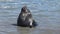 Sea Lions at a beach side