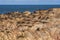Sea lions in Cabo Polonio