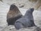 Sea Lions at Cannibal Bay Catlins New Zealand