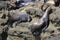 Sea Lions at Cape Arago Cliffs State Park, Coos Bay, Oregon,USA