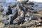 Sea Lions at Cape Arago Cliffs State Park, Coos Bay, Oregon,USA