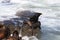 Sea Lions at Cape Arago Cliffs State Park, Coos Bay, Oregon,USA