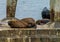 Sea lions on the city beach