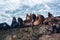 Sea lions close up near Cape Arago