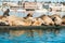 Sea lions close up.  Seal colony at Morro Bay, California