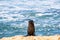 Sea Lions Colony along a Coastline in South Island, New Zealand