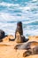 Sea Lions Colony along a Coastline in South Island, New Zealand