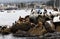 Sea Lions and Cormorants On Breakwater Monterey Bay