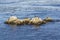 sea Lions, cormorants and other birds relax at a rock in the ocean