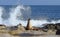 Sea Lions and Crashing Surf in La Jolla