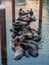 Sea lions on a dock