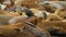 Sea lions embrace while resting on a dock, Pier 39, San Francisco California