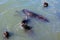 Sea lions entertaining tourists by playing and posing for photos at the fishing dock and harbor, Punta Del Este, Uruguay