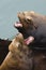 Sea lions fight over dock