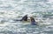 Sea lions fight in the waves of the ocean