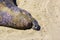 Sea lions fight in the waves of the ocean