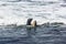 Sea lions fight in the waves of the ocean