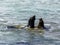 Sea lions fight in the waves of the ocean