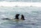 Sea lions fight in the waves of the ocean