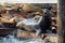 Sea Lions on the Floating Dock in San Francisco CA USA