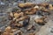 Sea Lions - Florence Oregon USA