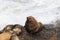 Sea Lions - Florence Oregon USA