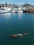 Sea Lions frolic in Morro Bay, California