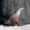 Sea Lions and handler during feeding time at Brookfield Zoo