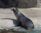 Sea Lions and handler during feeding time at Brookfield Zoo