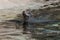 Sea Lions and handler during feeding time at Brookfield Zoo