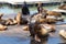 Sea Lions hauled out on wood platforms