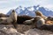 Sea lions on isla in beagle channel near Ushuaia