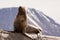 Sea lions on isla in beagle channel near Ushuaia Argentina