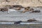 Sea Lions Isla Marta Patagonia Chile