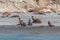 Sea Lions Isla Marta Patagonia Chile