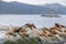 Sea Lions island and lighthouse - Beagle Channel, Ushuaia, Argentina