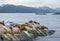 Sea Lions island and lighthouse - Beagle Channel, Ushuaia, Argentina